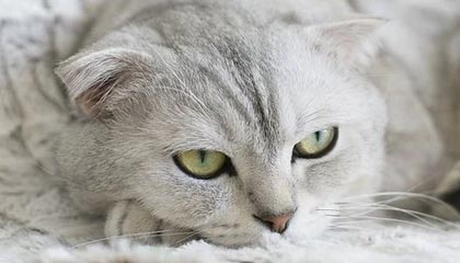 Kaiyun官方登录入口-英雄联盟S12总决赛决赛激战正酣，现场气氛火爆，s12总决赛lpl