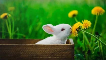 开云网页-Dota 2 新秀选手突破自我，dota2新人职业选手