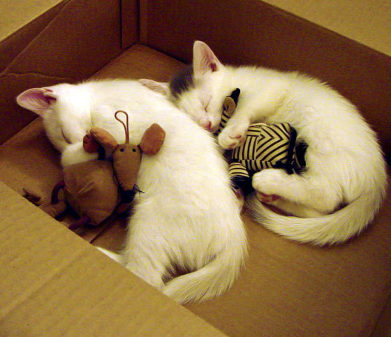 湖人安排战术测试营检验球员临场决策，湖人全队训练